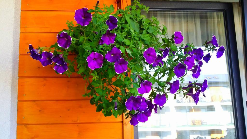 Tatjanos Apartamentai Palanga Kültér fotó